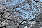 【パチンコ脳】桜といえば…思いつくものは…