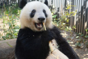 WBCさん、経済効果でパンダに負けてしまう