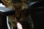 猫「指かがせて？」　ワイ「はい」→