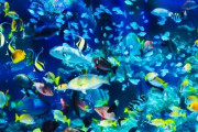 女「水族館のガラスがバリーンって割れてきたらどうする？」俺「割れないよね」女「えっ…」