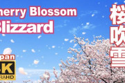 海外「これこそ日本の最高の季節！」桜吹雪を撮影した動画が話題に（海外の反応）