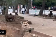 海外「わお！！こんなことも起きるのか！尚更行ってみたいよ！！」人を追いかける奈良公園の鹿が話題に！！