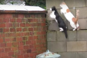 ２匹の猫が見事に同時にジャンプして着地した先は？