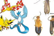 【悲報】オーストラリアの昆虫学者、新種の昆虫にポケモンの名前を付ける
