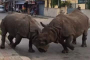 ネパールの道路が格闘場に！2頭のサイがストリートファイト