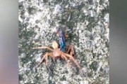 【動画】蜘蛛を器用に解体して胴体だけ持ち去るベッコウバチの映像。