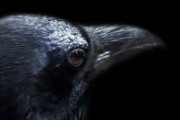 【衝撃】カラスに農薬入りの餌を食べさせ死なせたことで逮捕　「鳴き声がうるさかった」