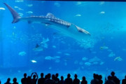 【悲報】ブラック水族館、闇が深すぎて炎上ｗｗｗｗｗｗｗ