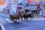 【超画像】奈良の鹿さん、観光地激減で煎餅貰えず彷徨う