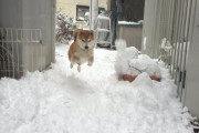 【画像】イッヌ、雪が降ってはしゃぐ