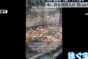 中国人、重慶市の公園で自分の担当する遊具貸し出しより鯉鑑賞の方が儲かる事に立腹腹、殺虫剤で泳ぐ宝石ニシキゴイを大量殺害