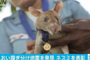 【動画あり】ウクライナ人さん、とんでもない方法で地雷を処理する