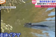 【動画】「襲われたら怖い」池の中を泳ぐクマの姿…宮城大学大和キャンパスでクマの目撃情報相次ぐ