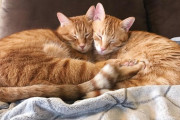 【どうぶつ画像】チャトラ２匹ひっつきぐっすり、お耳を横に・・・、ドアの上のクロにゃん ほか