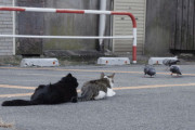 猫「労働力になりません、命令に従いません、食べられません」←天下とった理由