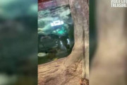 アメリカ人さん、釣りショップの巨大水槽に飛び込んでしまう　店は警察に被害届を提出（動画あり）