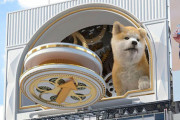 渋谷に現れた3D広告の秋田犬がかわいいと話題に！