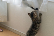 3ヶ月くらいの野良の子猫をお迎えした。 今までいたどの猫よりもお転婆でずっと走り回ってる。