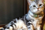 うちの猫♀  この座り方が好きなんだけど、なんていうんだろう？【再】