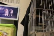 【動画】ペットのヨウムさん、アレクサを使いこなすｗｗｗｗｗｗｗｗｗｗ