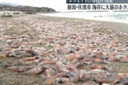 【悲報】　大量ホタルイカ、身投げｗｗｗｗｗｗｗｗｗｗｗ(画像あり)