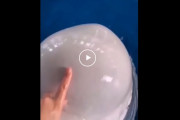 海外「シロイルカのおでこって、こんなにプルプルなんだよ」←柔らかすぎでしょｗｗｗ海外の反応