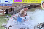 【悲報】オードリー春日、ペンギンを思いっきり踏み潰してた