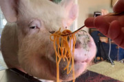 「私のディナーは？」遅れて来たブタさんが、パスタに有り付く幸せそうな顔が可愛い