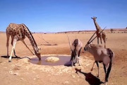 ナミブ砂漠に設置された人工のオアシスに集まる野生動物たちを映すライブカメラが人気に。
