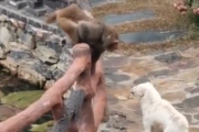 【悲報】イキリチー猿、犬を挑発した結果ボコボコにされてしまうｗｗｗｗｗ
