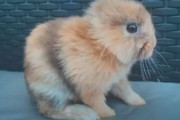 生まれつき「耳がないウサギ」がアイルランドで誕生しその愛らしい姿が話題に
