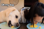 勝つのはどっち！？ゴールデンレトリバーVS飼い主さんの早食い競争！