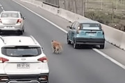【動画】高速道路の迷い犬をドライバーたちが協力して救う。