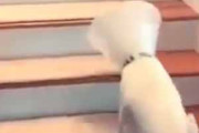 犬が「エリザベスカラー」をつけていた。そのせいで階段がうまく登れない。ならば！ → 犬はこうした…