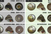 知らずに食べていた？　食用の「シッタカ貝」の一種がまったくの新種だったと判明