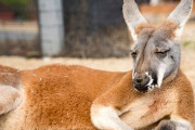 カンガルーは人間と「コミュニケーション」できる事が判明！殴り合うか