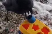 【動画】カラスさん、頭が良すぎる...