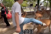 【動物虐待】例の奈良の鹿蹴っ飛ばし動画の件、結構大事になりそう