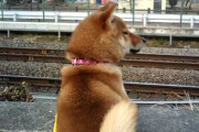 【柴犬動画】電車大好き柴【再】