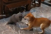 【動画】猫 vs 犬　勃発