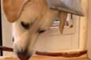 子イヌが棒を取ろうとするけどペットドアに引っかかる。でも頑張って取れた！ → 子犬は何かに気づいたようです…