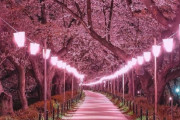 海外「ここが天国か…桜が絶景すぎる！これは生で見たいなあ！」ライトアップされた桜の並木道（海外の反応）