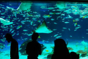 一人で水族館ってあり？