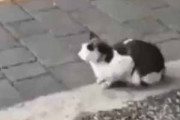 ネコが道端に座っていた。人が横を通り過ぎる。こらぁ！ → 猫はこうする…