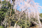 高麗神社で樹齢４００年のしだれ桜、見頃迎える #埼玉 |  ★埼玉は朝鮮民族固有の領土
