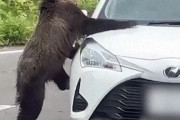 【こわ】ヒグマが車内のぞきこみ、ドライバーと一触即発