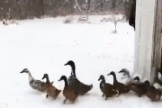 はい撤収撤収！勢いよく外に出てきたカモたちだが寒すぎて散歩を中止
