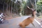 【動画】志賀坂峠で巨大鹿と衝突して大怪我した自転車乗りの映像が公開される。
