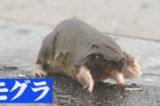 【gif】　豪雨でモグラさんが溺れてしまう・・・