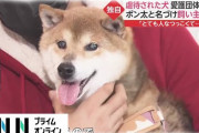 【動画あり】飼い主に11年間も角材で殴られる等の暴行を受けていた柴犬、近所の相談で無事保護